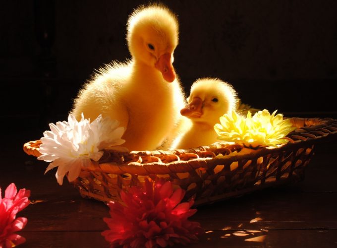 Wallpaper Ducklings, yellow, basket, flowers, sunny day, table, cute, animal, pet, Animals 211306037